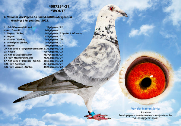 B.21-4087354 Wout, Sonia and Danny van der Maelen, racing pigeon for sale in Aspelare KBDB