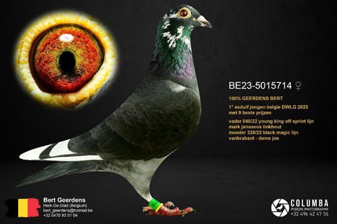 B.23-5015714 Crowned the best young pigeon in the local association "De Ware Liefhebbers Geetbets" 2023