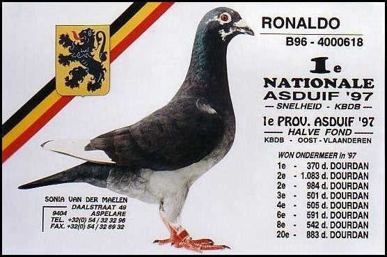 B.96-4000618 Ronaldo, Sonia van der Maelen, racing pigeons for sale