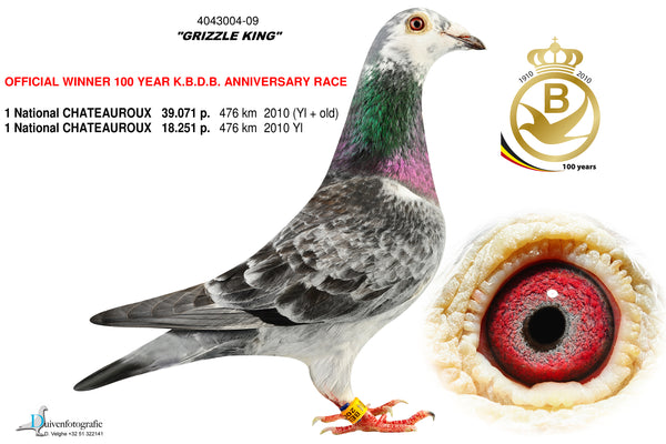 BE.09-4043004 Grizzle King, Sonia van der Maelen racing pigeons for sale