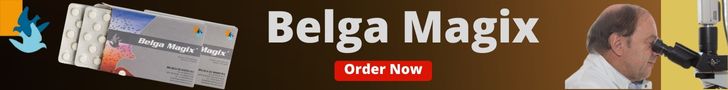 Belga Magix from Belgia de Weerd, the only product you need against cancer in racing pigeons.