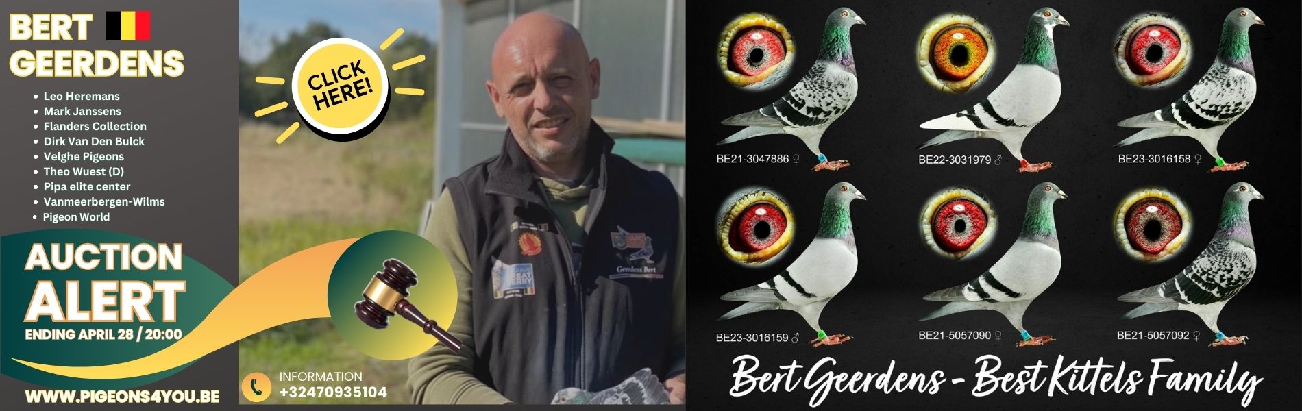 Auction Alert, Bert Geerdens is seilling some great racing pigeons