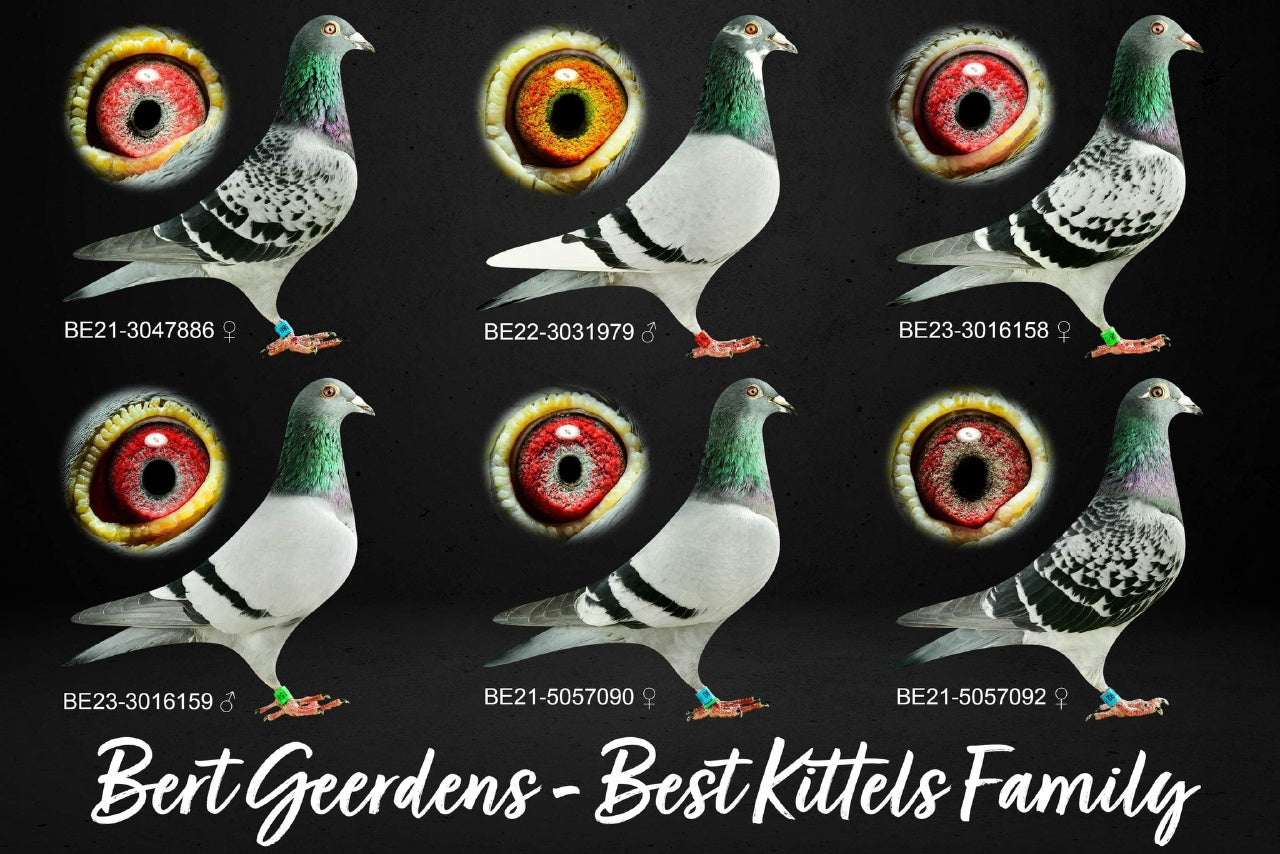 Bert Geerdens, Best Kittel Collection, Racing Pigeons