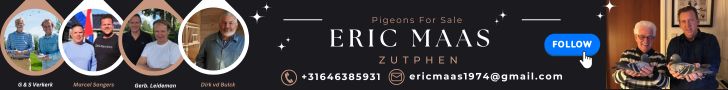 Eric Maas Zutphen, Verkerk, Sangers, Leideman, Vd Bulck Racing Pigeons For Sale