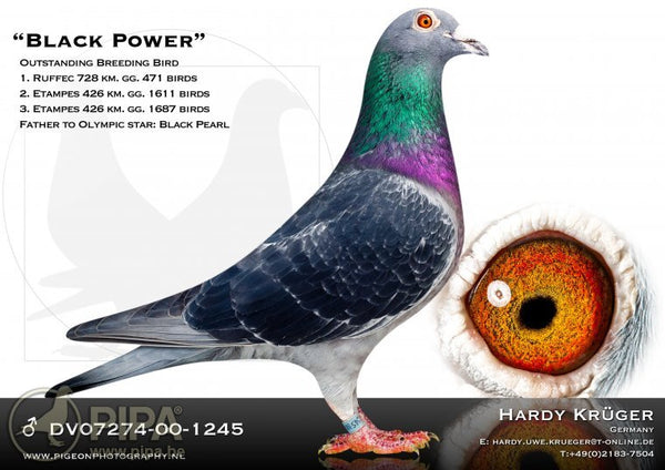 Black Pearl DE.07274-08-879 The legendary racing pigeon of hardy Kruger