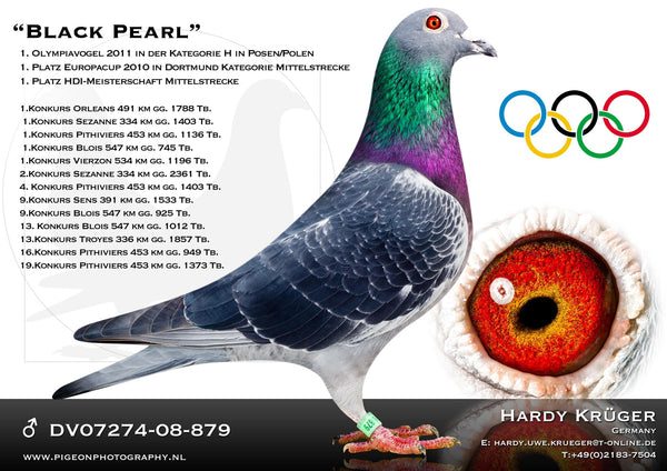 Black Pearl DE.07274-08-879 The legend from Hardy Kruger, one of the best racing pigeons in the world