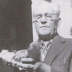 Jan Aarden, racing pigeons for sale