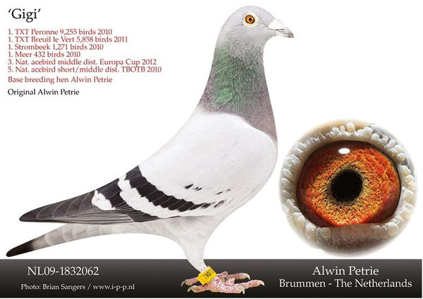 The Phenomenal Hen: Gigi from Alwin Petrie. A legend in pigeon racing