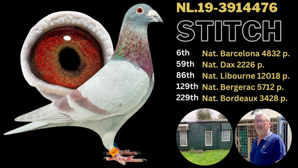 NL.19-3914476 Stitch, the legendary racing pigeon from J.W. Jan van Gils