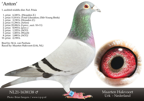 Maarten Hakvoort quality racing pigeons for sale