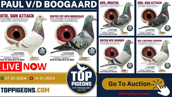 Online Super Pigeon Auction From Paul vd Boogaard