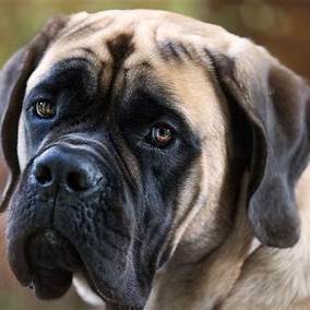 Rasseportrait Mastiff - BenzoDesign
