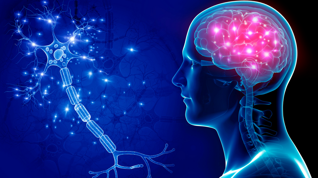 An image showing how the optic nerves send signals to the brain.