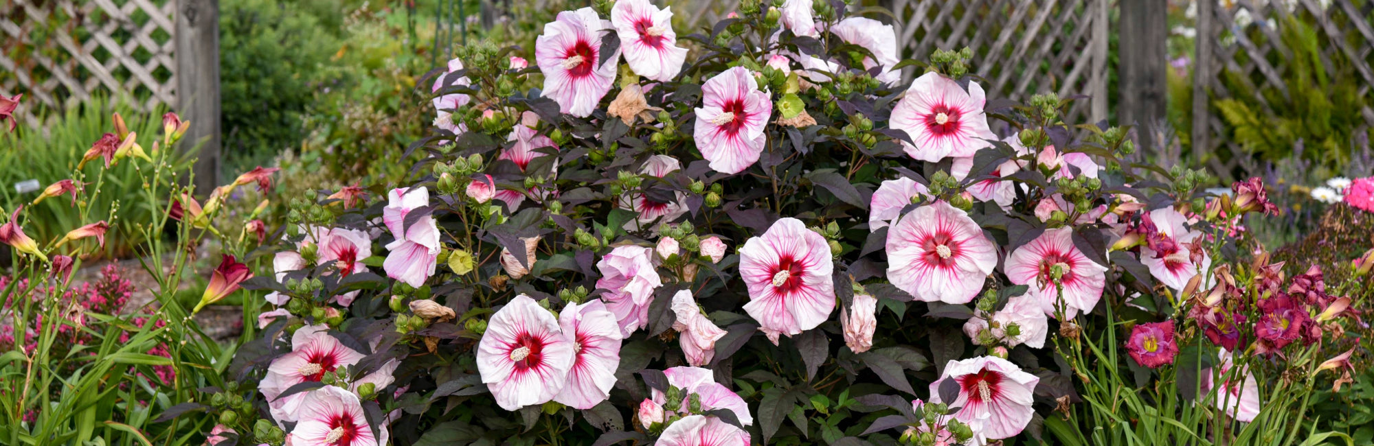 hibiscus moscheutos hardy Quebec shrub flower