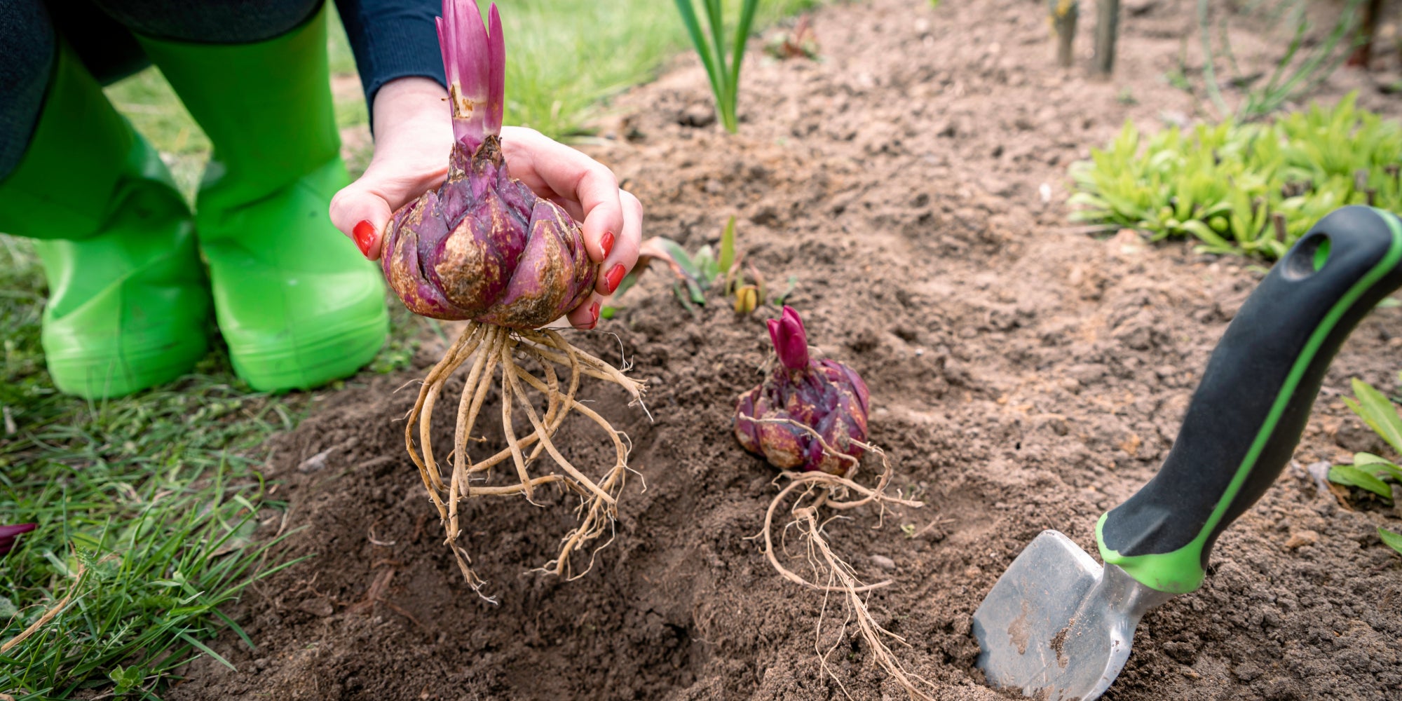 Plant summer bulbs