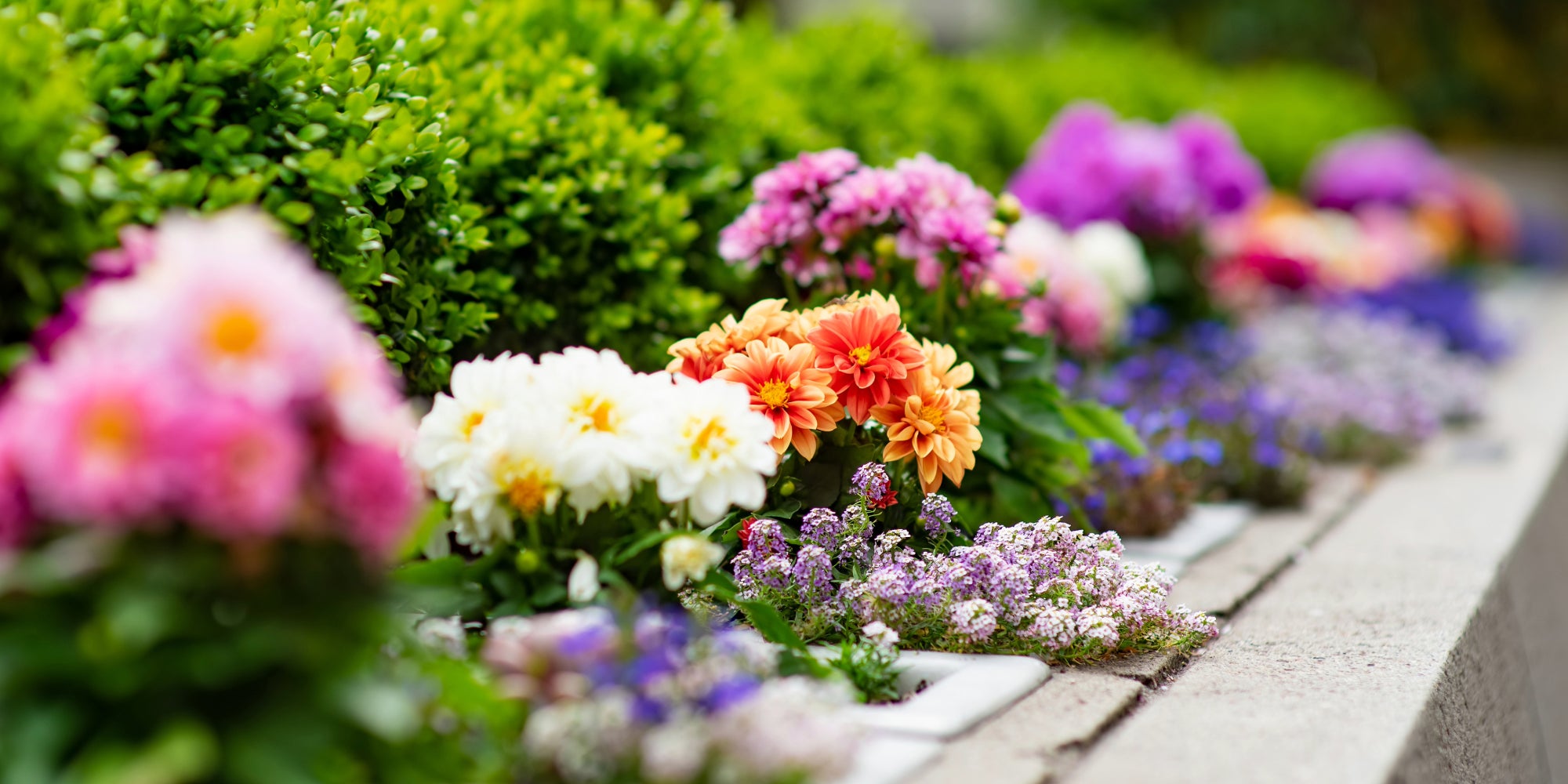 Planter bulbes dahlias printemps