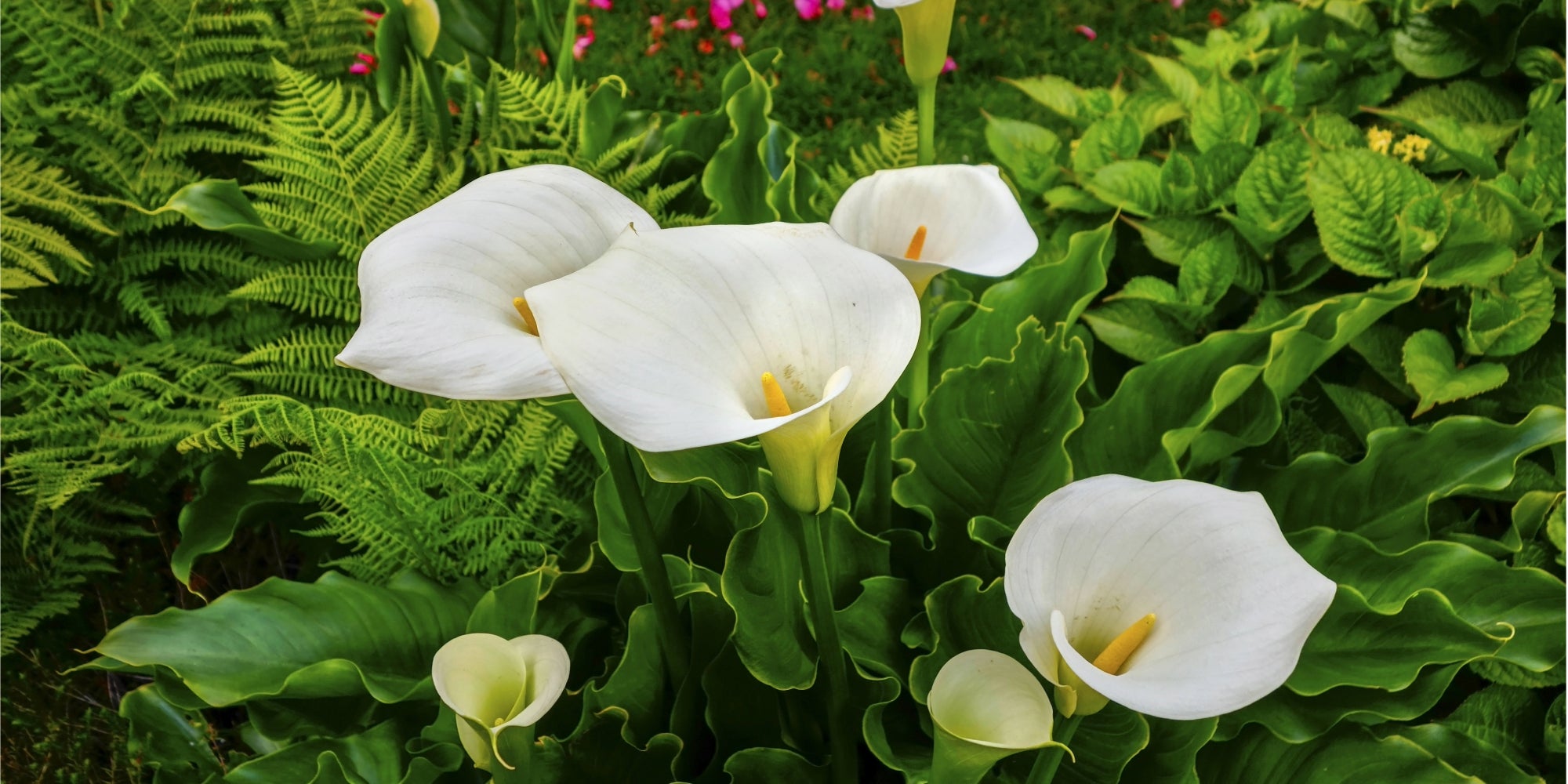 Planter bulbes callas printemps