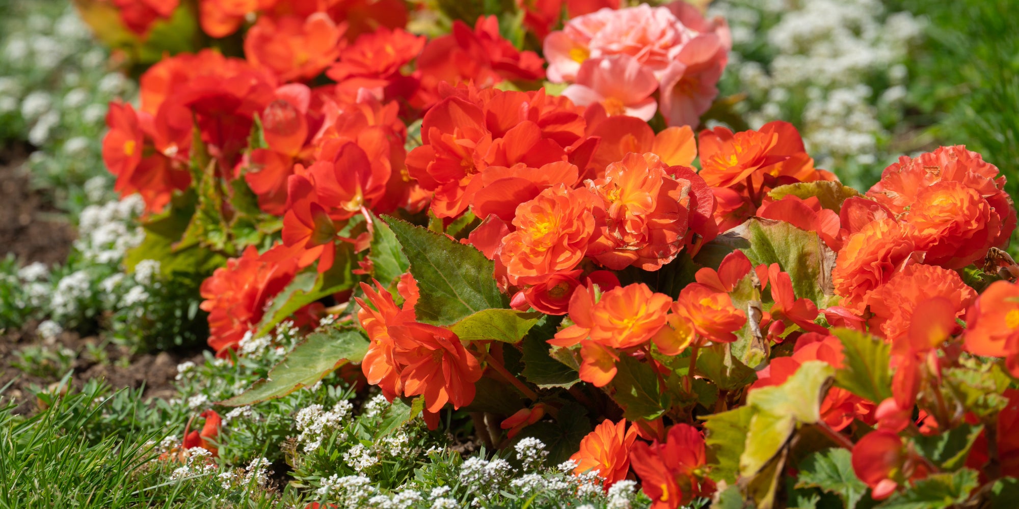 Planter bulbes begonias printemps