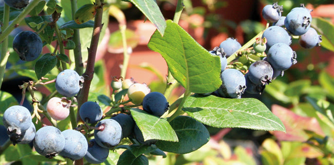 Les bleuets - Des cultivars à découvrir – Jardineries Botanix