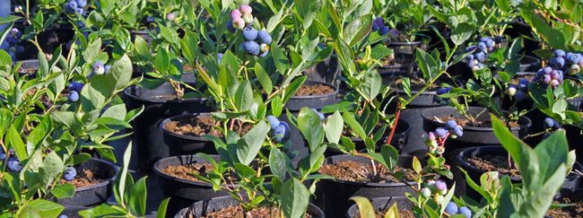 Cultiver les petits fruits – le bleuet – Jardineries Botanix