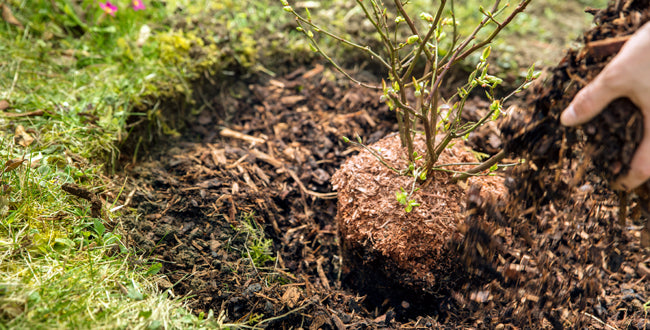 Cultiver les petits fruits – le bleuet – Jardineries Botanix