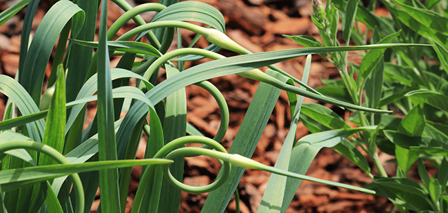 Harvest and store garlic scapes and bulbs – Jardineries Botanix