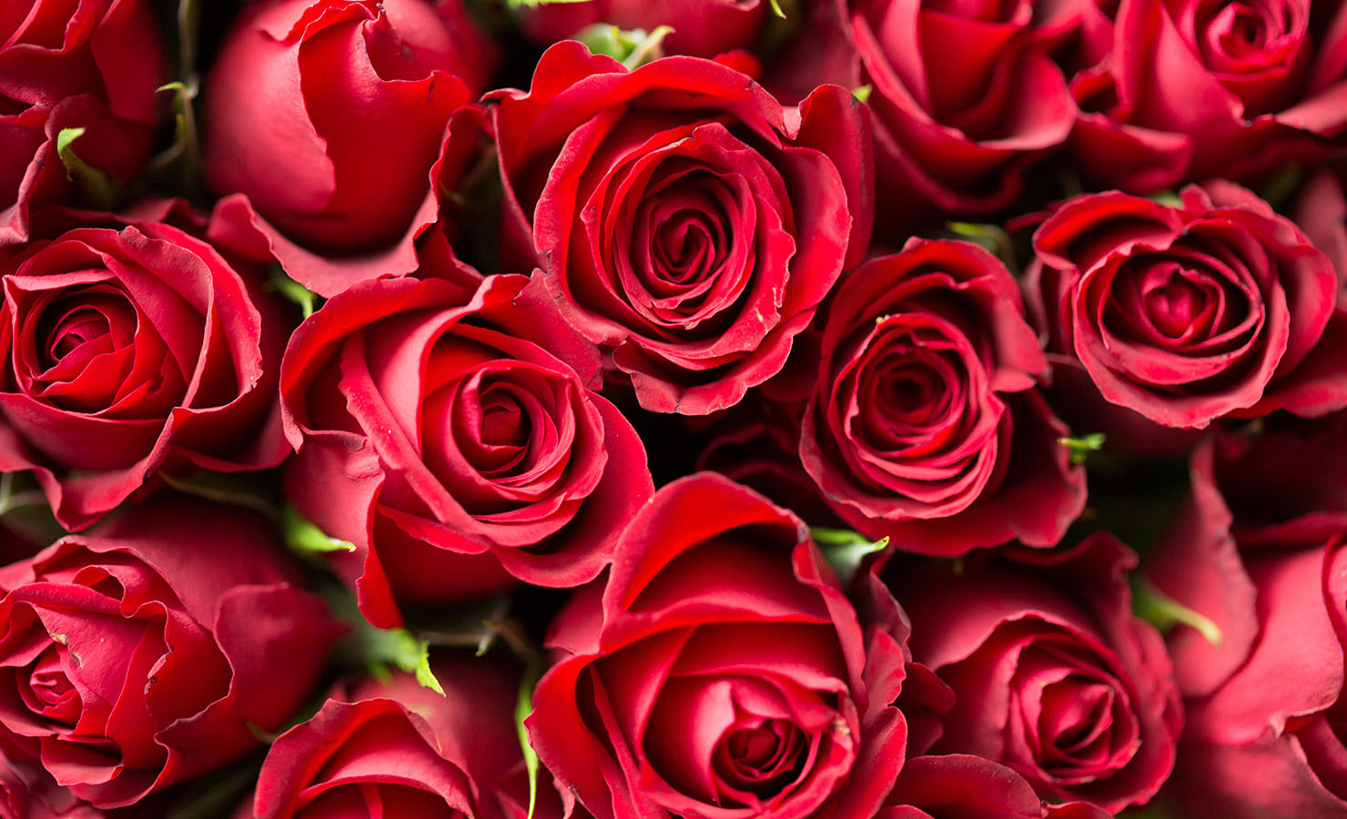 Red Rose Flowers - A Field of Red Roses