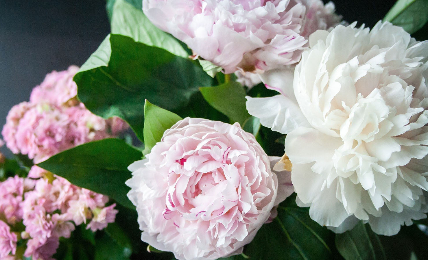 02-bloomthis-blog-flowers-plants-represent-good-luck-chinese-new-year-2022-peony