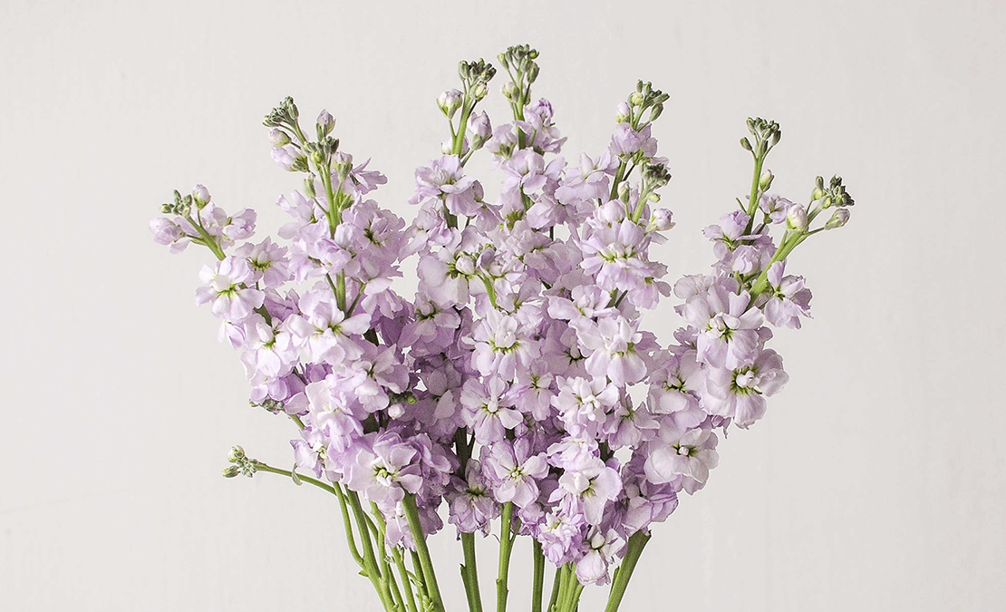 bloomthis-List-of-Flower-Names-You-Confirm-Dont-Know-(Maybe)-matthiola