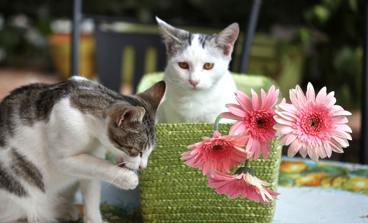 8 Fun and Fabulous Pet-Friendly Flowers and Plants Cat Gerbera | BloomThis