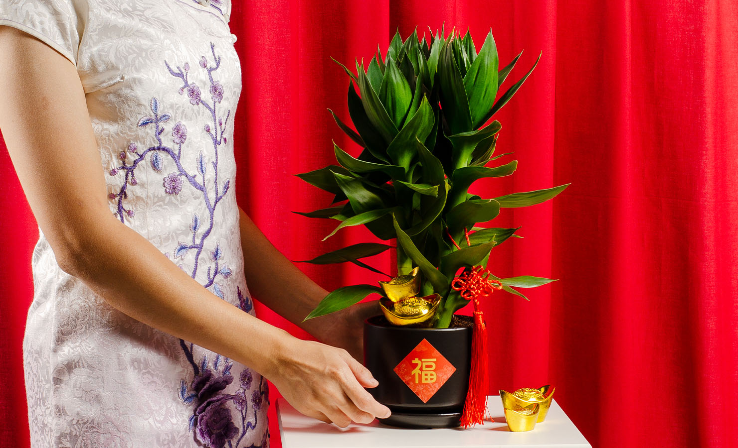 Shop Lotus Bamboo Chinese New Year Plant | BloomThis