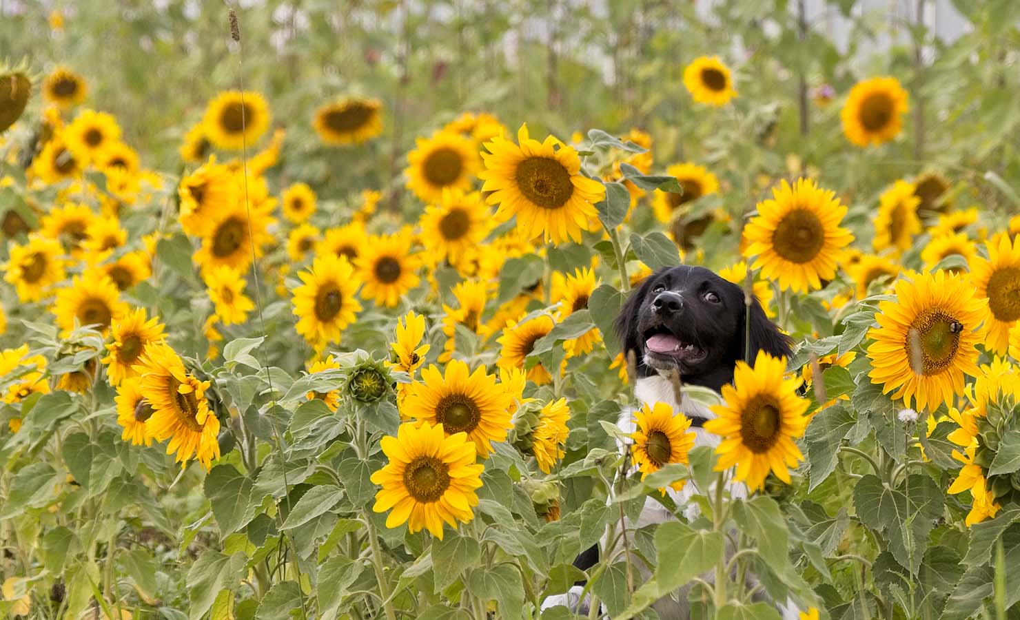 8 Fun and Fabulous Pet-Friendly Flowers and Plants Dog Sunflower | BloomThis
