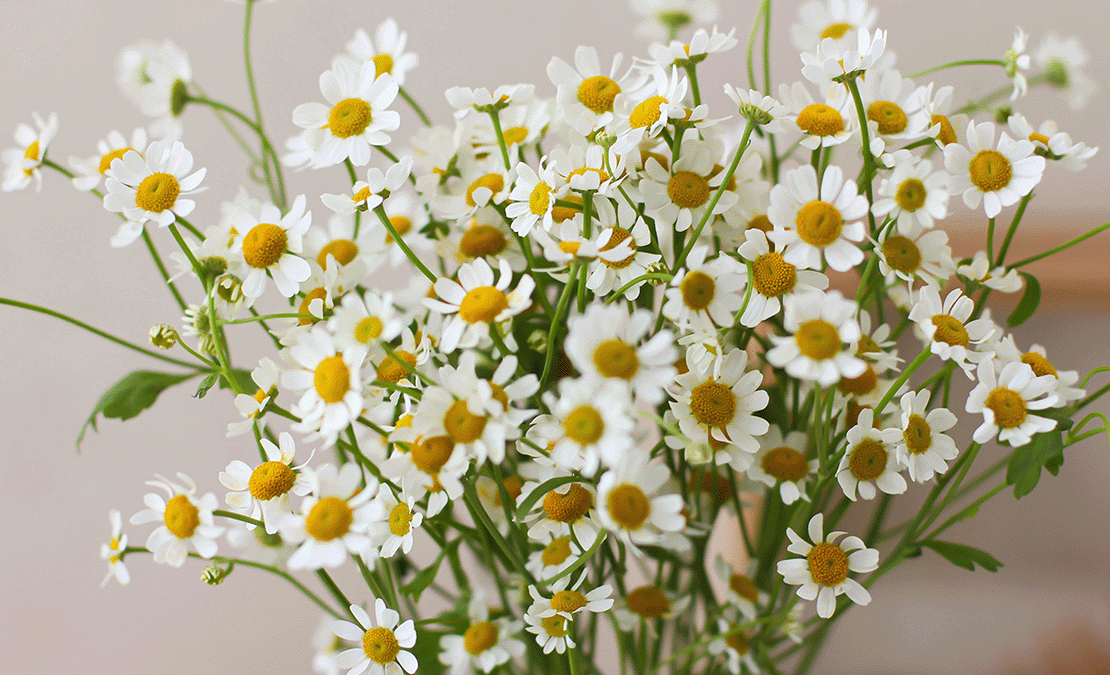 bloomthis-List-of-Flower-Names-You-Confirm-Dont-Know-(Maybe)-tanacetum