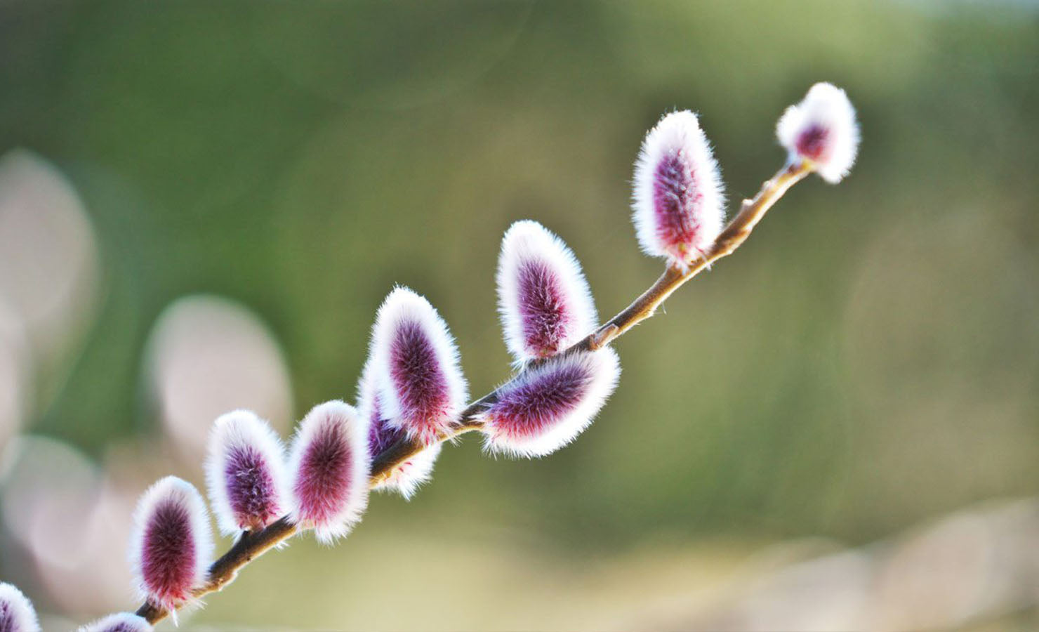 05-bloomthis-blog-flowers-plants-that-good-luck-chinese-new-year-2022-pussy-willow