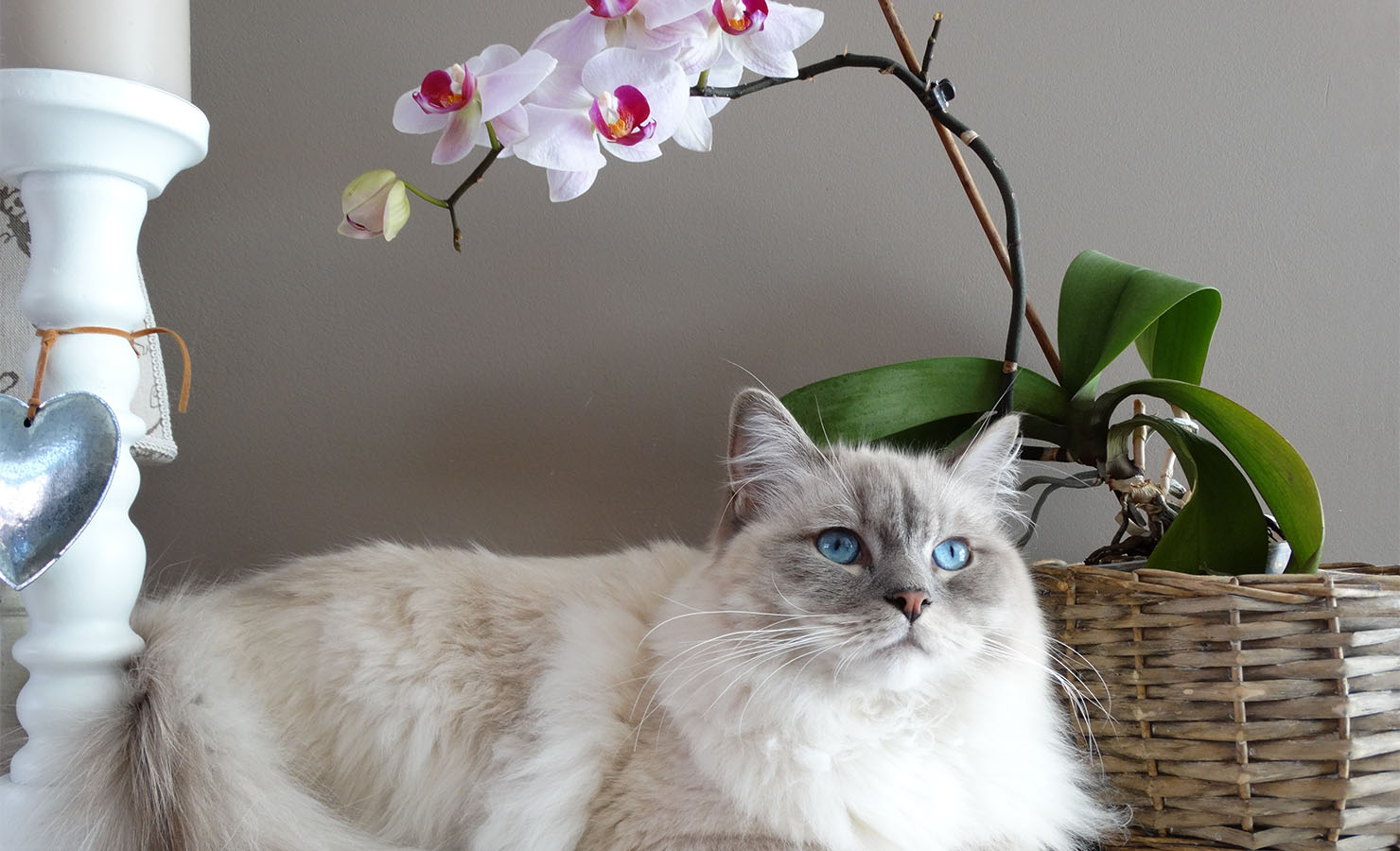 8 Fun and Fabulous Pet-Friendly Flowers and Plants Cat Orchid | BloomThis