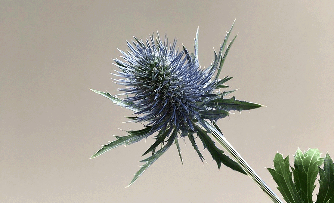 bloomthis-List-of-Flower-Names-You-Confirm-Dont-Know-(Maybe)-eryngium