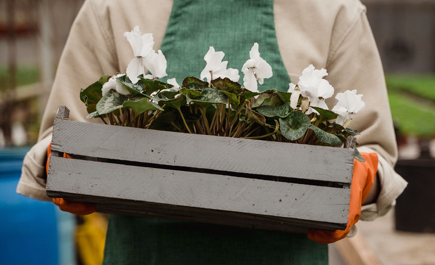 the-ultimate-flower-plant-care-guide-flower-care-potted-flower