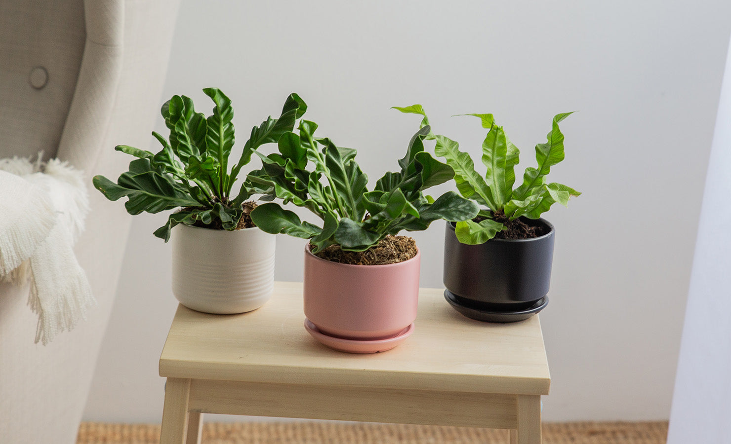 8 Fun and Fabulous Pet-Friendly Flowers and Plants Crispy Wave Fern | BloomThis