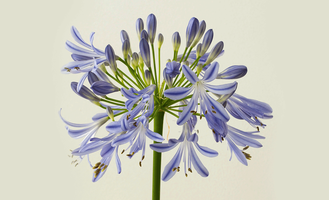 bloomthis-List-of-Flower-Names-You-Confirm-Dont-Know-(Maybe)-agapanthus