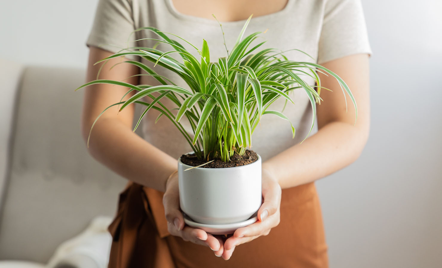 8 Fun and Fabulous Pet-Friendly Flowers and Plants Spider Plant | BloomThis