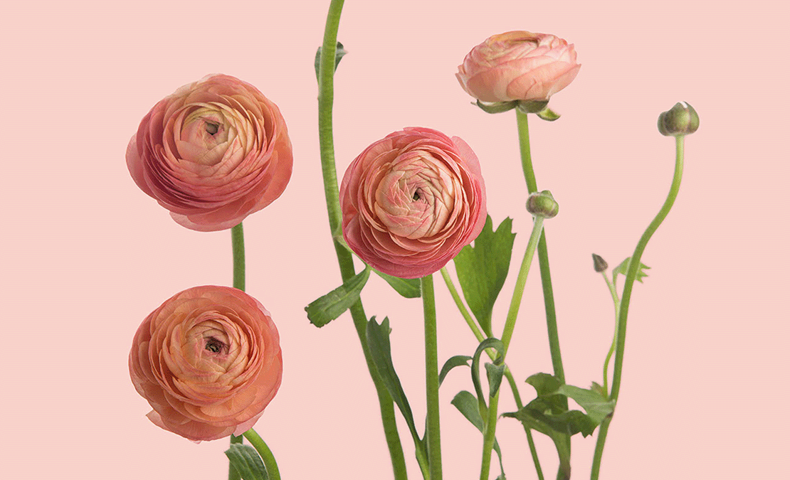bloomthis-List-of-Flower-Names-You-Confirm-Dont-Know-(Maybe)-ranunculus