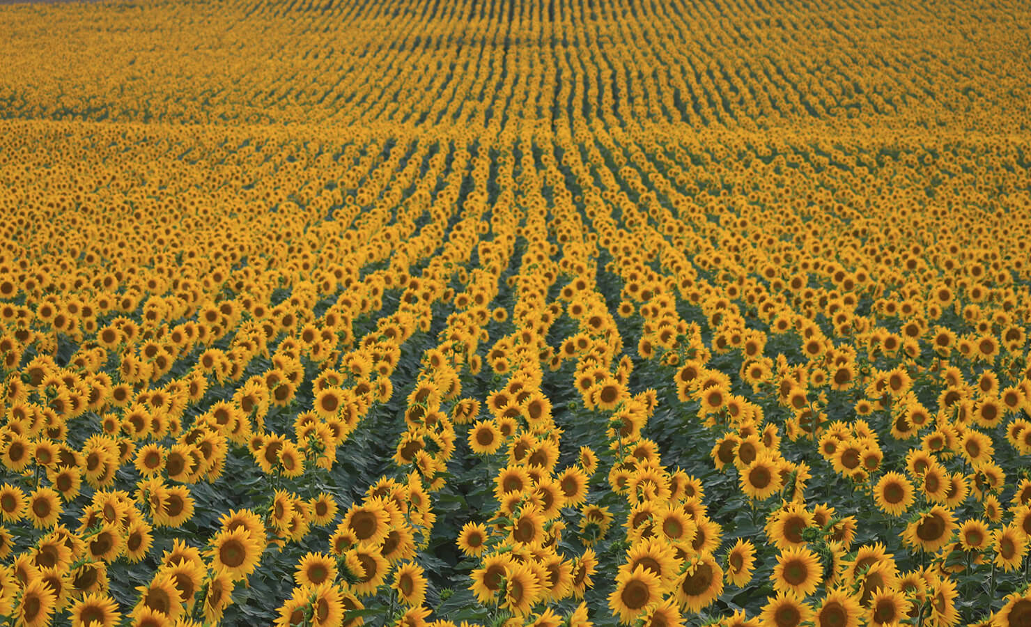 sunflower-meaning-sunflower-fields