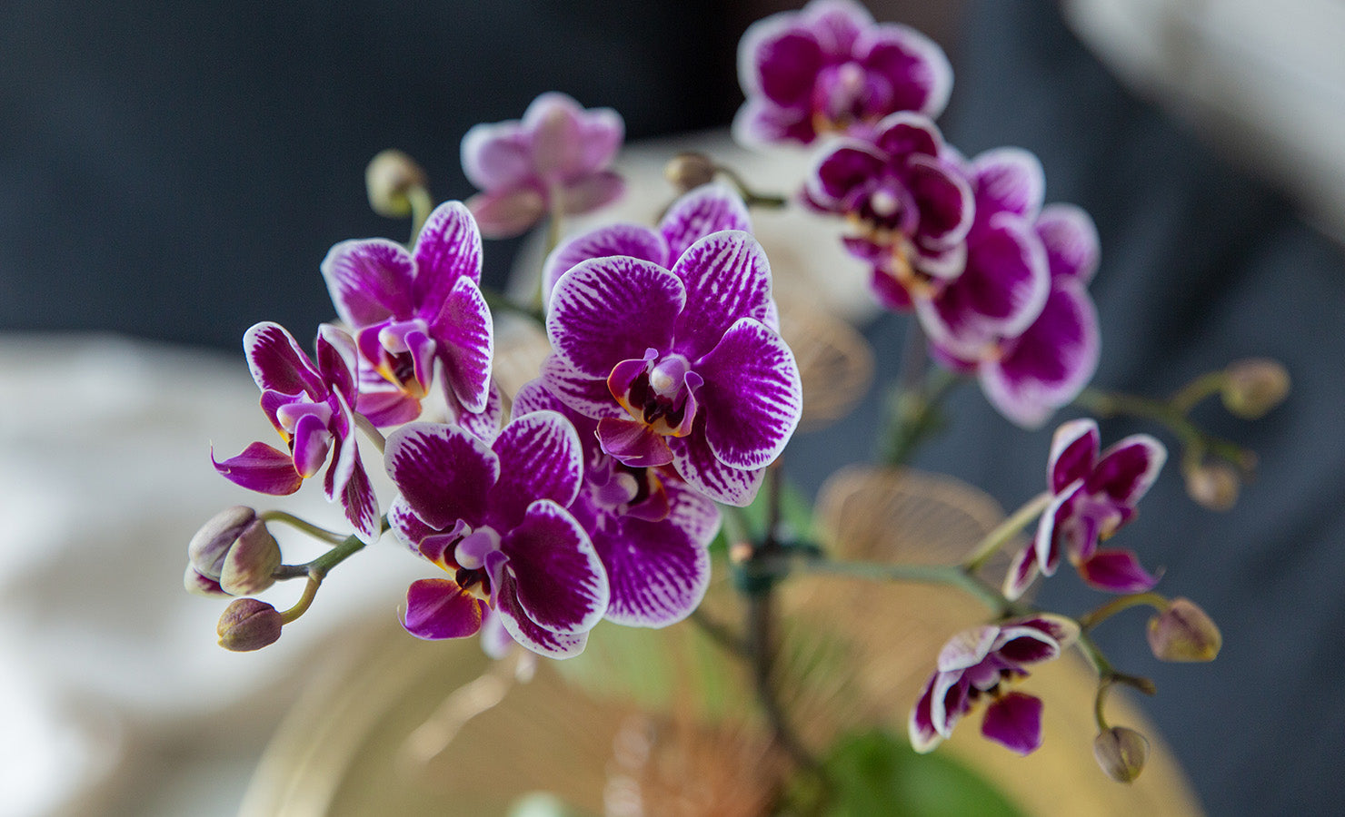 Shop Raya Mini Phalaenopsis Orchid | BloomThis