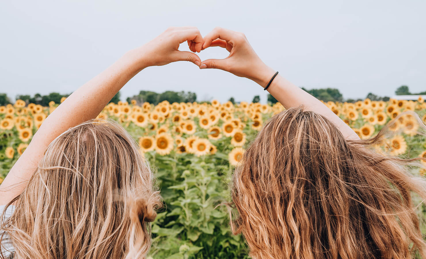 sunflower-symbol-of-friendship