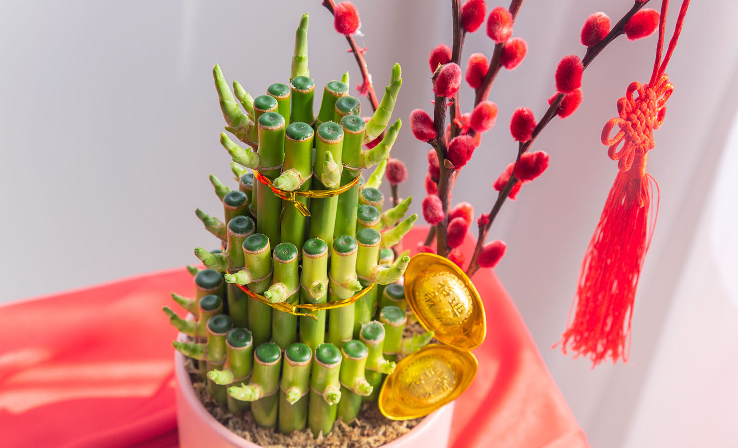 7-bloomthis-blog-flowers-plants-good-luck-chinese-new-year-2022-lucky-bamboo-gold