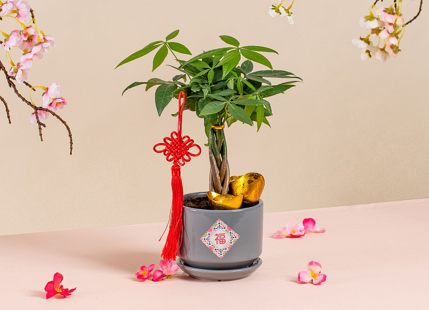 bloomthis-article-the-best-chinese-new-year-gift-ideas-for-your-loved-ones-2024-02-money-tree-chinese-new-year-plant