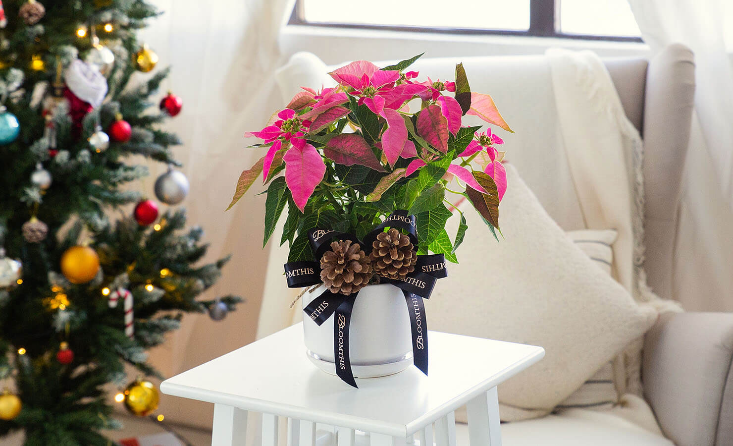 bloomthis-blog-everything-about-poinsettias-3-pink-colour-on-table-christmas