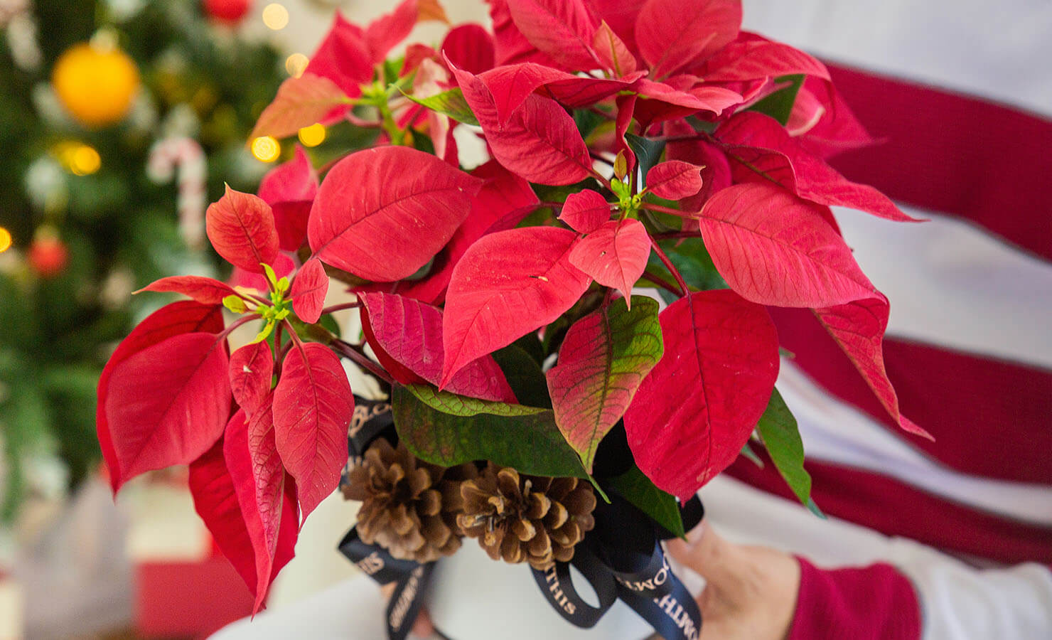 bloomthis-blog-everything-about-poinsettias-4-flower-plant-care-tips-cara-jaga