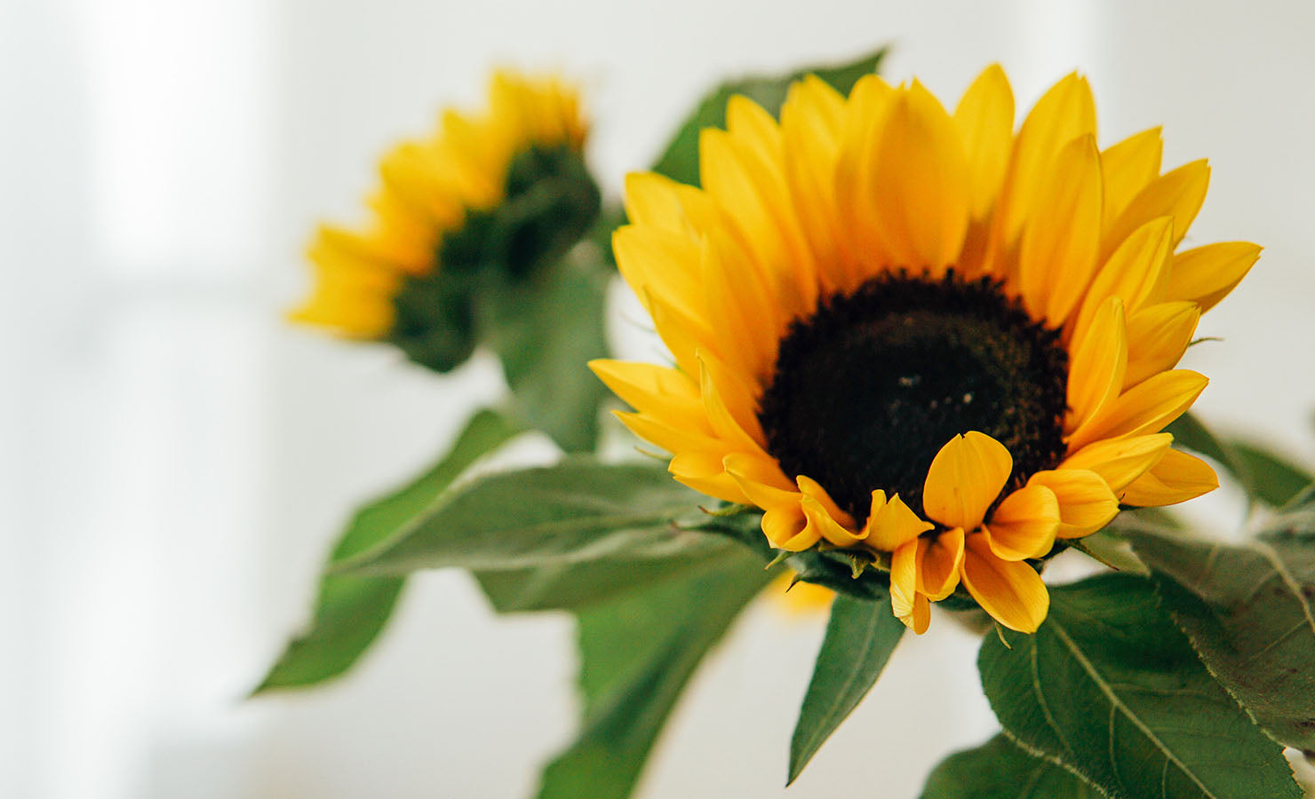 bloomthis-blog-for-him-flowers-gifts-for-every-occasion-05-sunflower-stalks