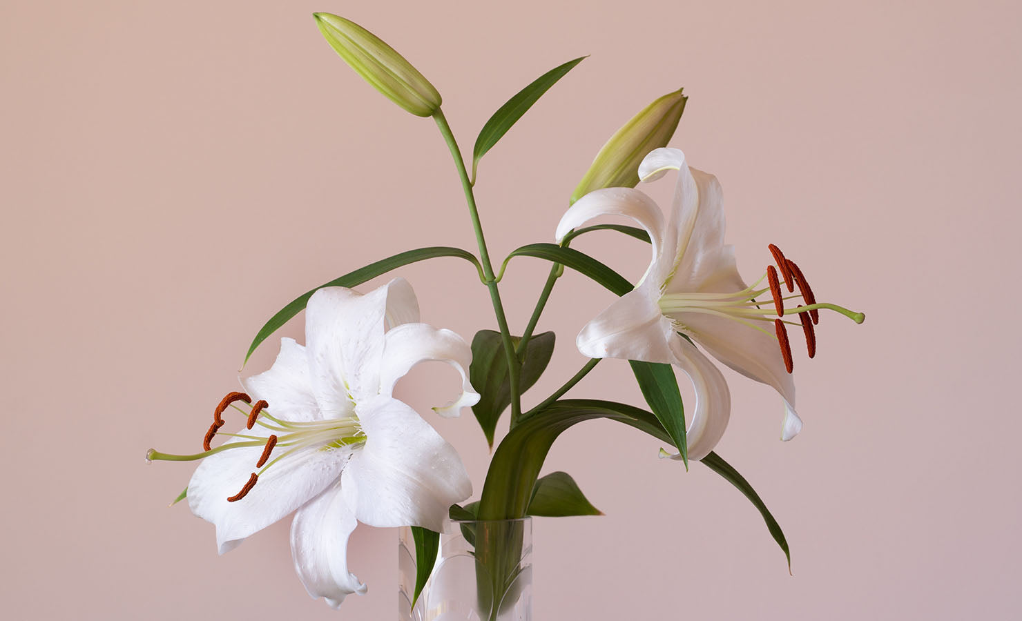bloomthis-blog-whats-my-horoscope-flower-zodiac-flower-04-taurus-lily-lilies